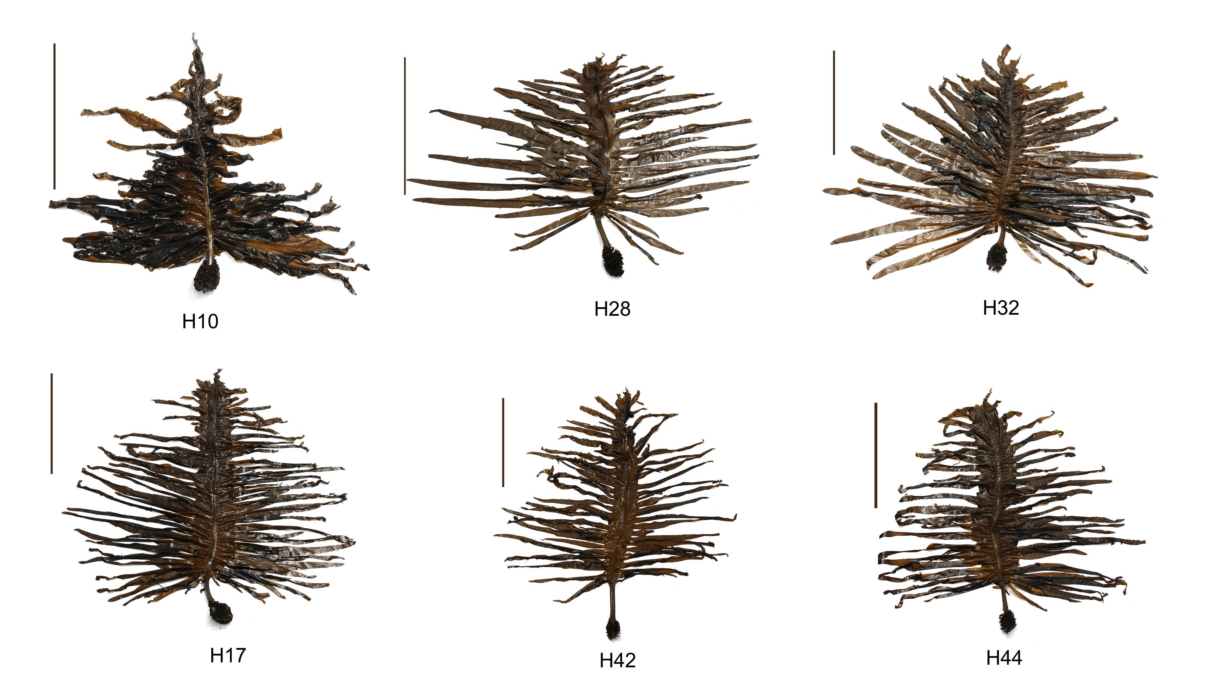 Researchers Develop Novel Polyploid Breeding Method for Kelp