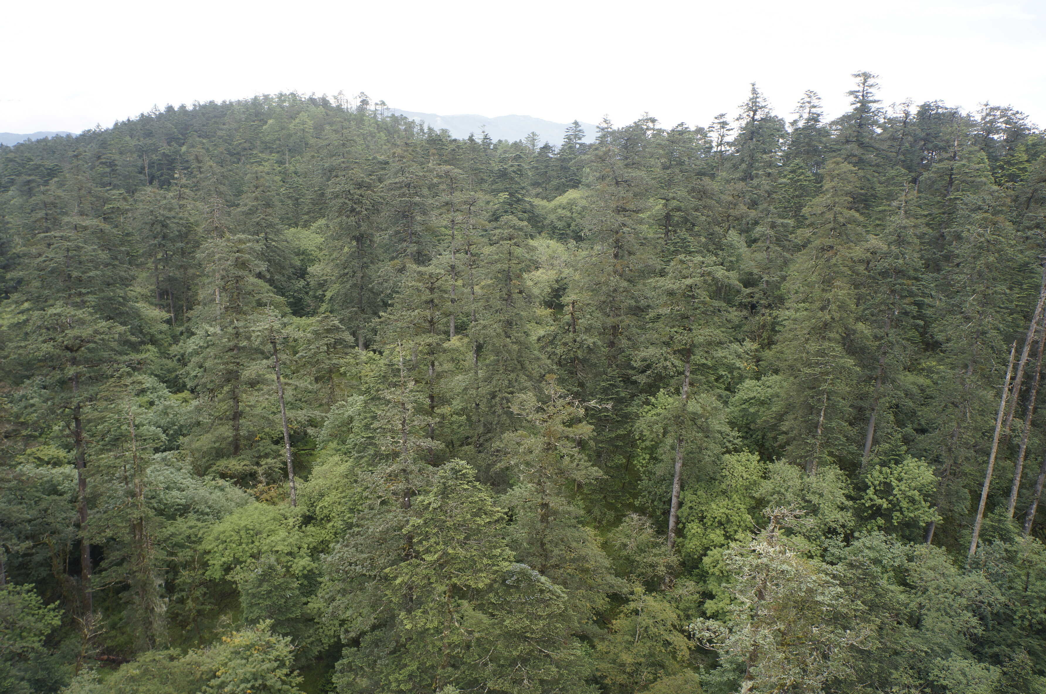 Leaves and Roots of the Same Tree Follow Distinct Defensive Strategies Across Elevations