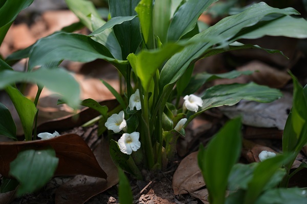 Researchers Identify New Anti-Obesity Compounds from Medicinal Herb