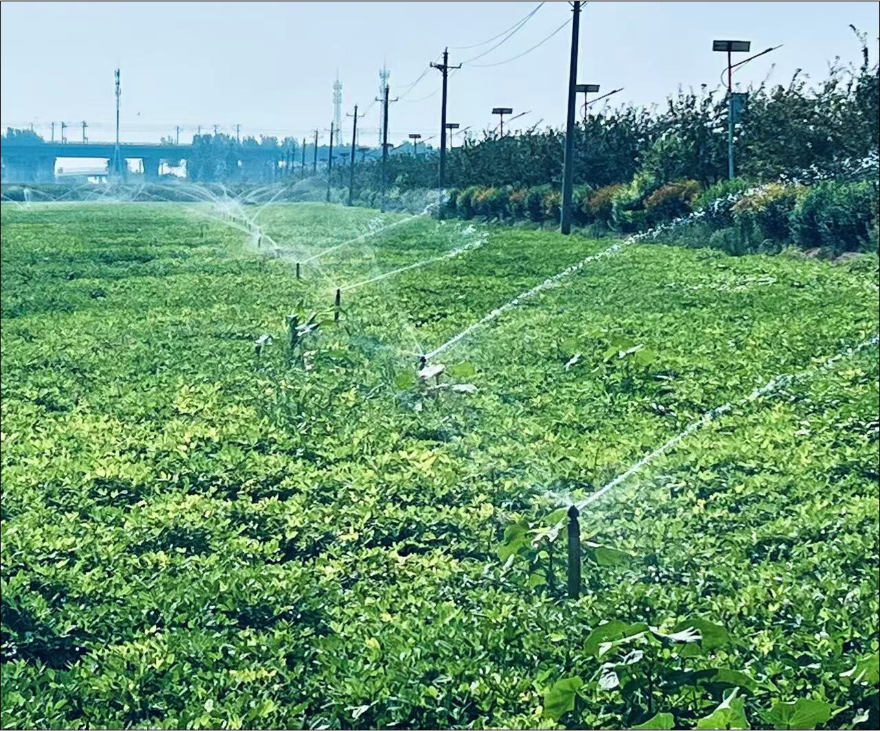 Study Proposes Irrigation Strategies to Balance Water Conservation and Food Security in China
