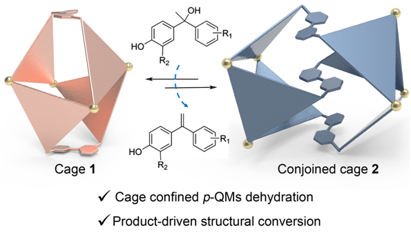 反応生成物が分子ケージの構造変化を誘導（From Pd₄L₂ to Pd₆L₃: Study Reports Product-Triggered Evolution of an Adaptive Cage）