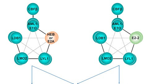 A working model for the different roles of E proteins in AML1-ETO–associated leukemia.jpg