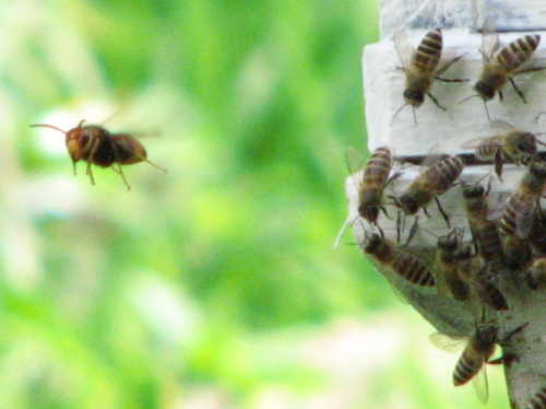 Honey Bee Stop Signals Being Inhibitory and Referential