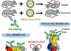 Scientists Reveal the Mechanism of A Human Monoclonal Antibody-mediated Neutralization against Yellow Fever Virus
