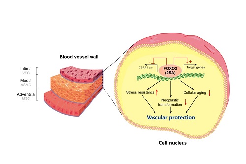 A putative model describing the role of FOXO3 enhancement in the maintenance of vascular cell homeostasis