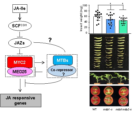 Figure: MTB transcriptional repressors represent a potential tool for crop protection