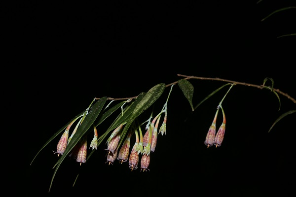 Agapetes reflexiloba .JPG