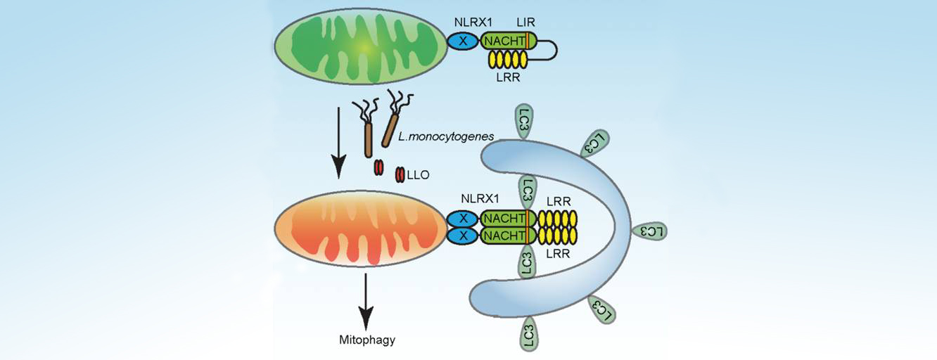 The model for Listeria to hijack host cell mitophagy.jpg
