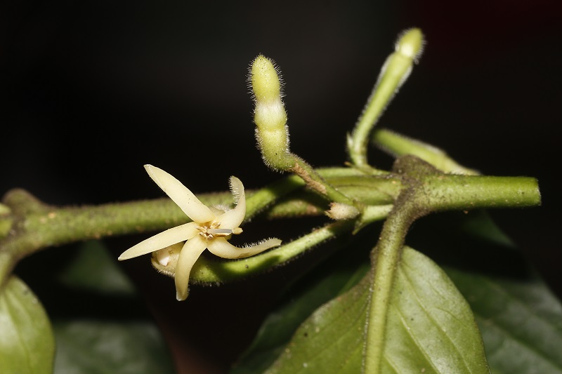 <i>Canthium longipetalum</i>, a New Species of Rubiaceae, Found in Northern Myanmar