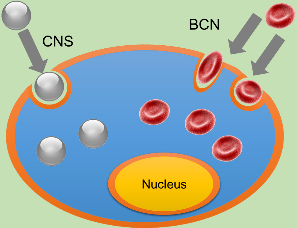 A Chinese-American Team Synthesizes Biconcave Carbon Nanodisks for Cancer Therapy