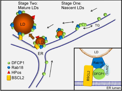 ER-localized Protein DFCP1 Modulates ER-Lipid Droplet Contact Formation