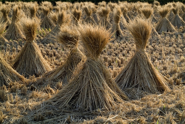 Is Rice Straw Efficient to Reduce N<sub>2</sub>O Emission?