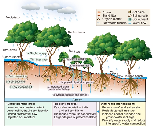 Infiltration patterns for vertical soil sections in rubber-tree agroforestry system.jpg