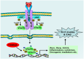 A proposed model for FAM64A-mediated regulation of STAT3 activity, Th17 differentiation and CAC development