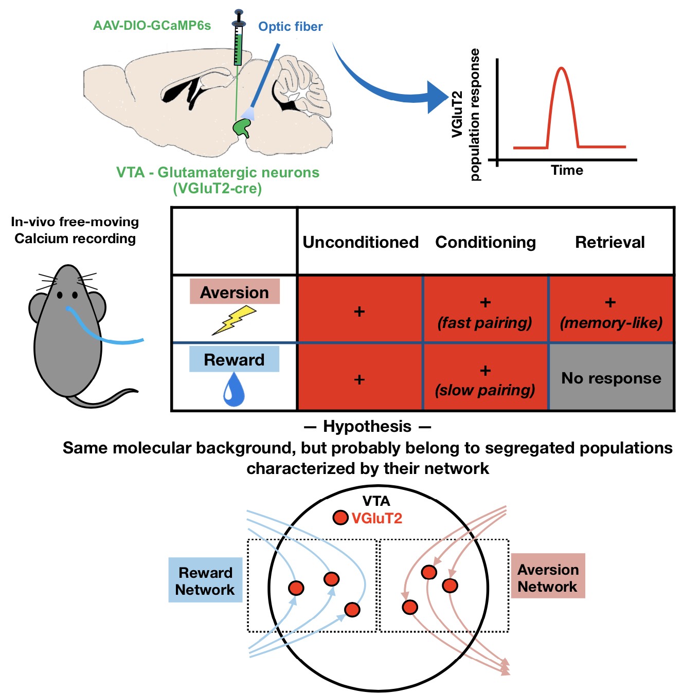 Researchers Decipher Response of Glutamatergic VTA Neurons during Positive and Negative Emotional Behaviors