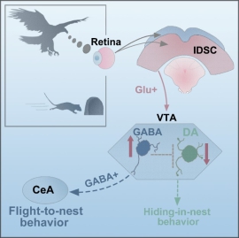 VTAGABA+ neurons that mediates visually evoked innate defensive responses, involving the SCGlut+_ VTAGABA+_ CeA (central nucleus of the amygdala).jpg