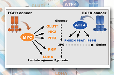 Scientists Provide a Possible Approach for Personalized Cancer Therapy with Metabolic Inhibitors