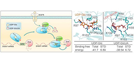 Mechanism of Tumor Metastasis and Tumor-suppressive Role of UDP-glucose Revealed