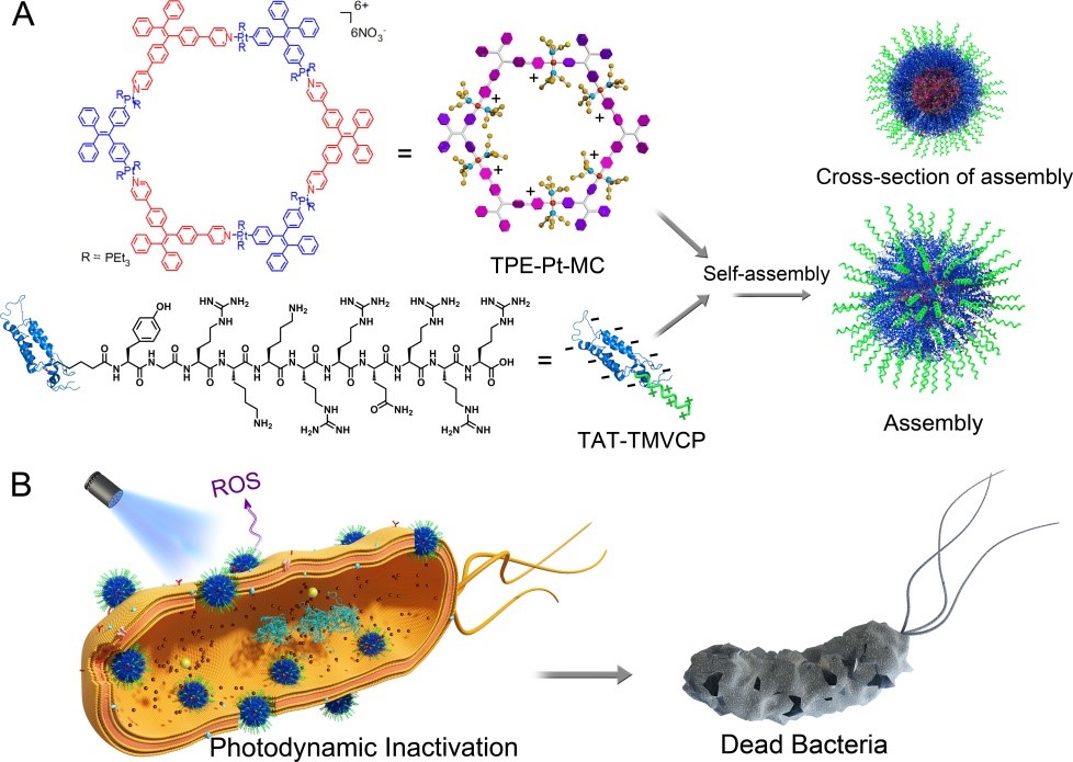 Membrane Intercalation Enhances Photodynamic Bacteria Inactivation