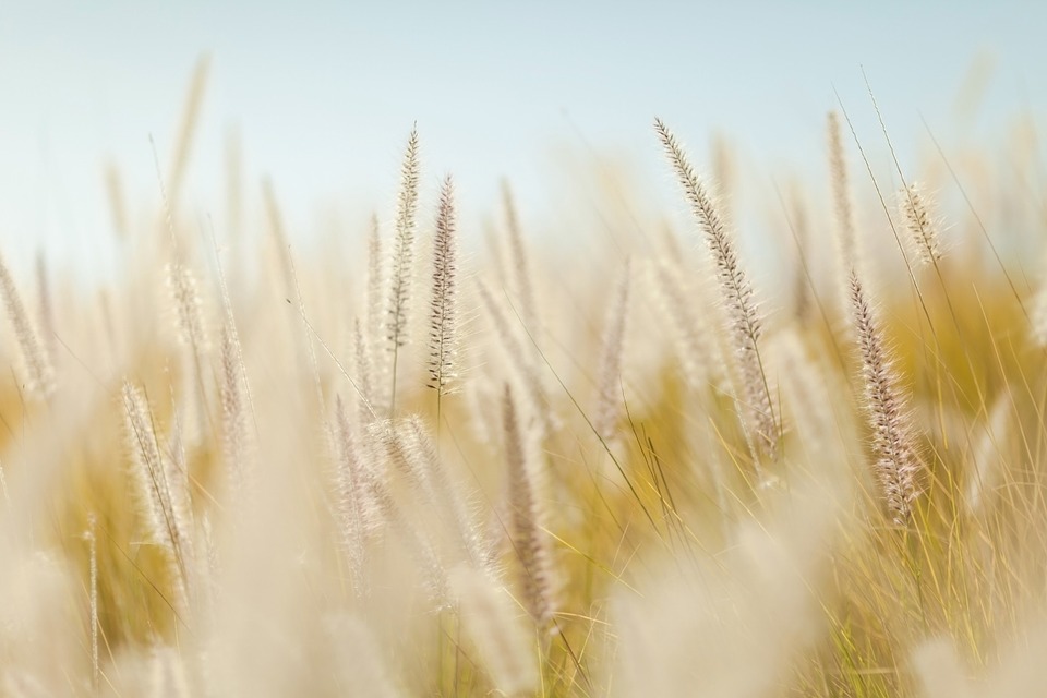 A Novel Flowering Type-Cleistogamous of Wheat image by pixabay.com