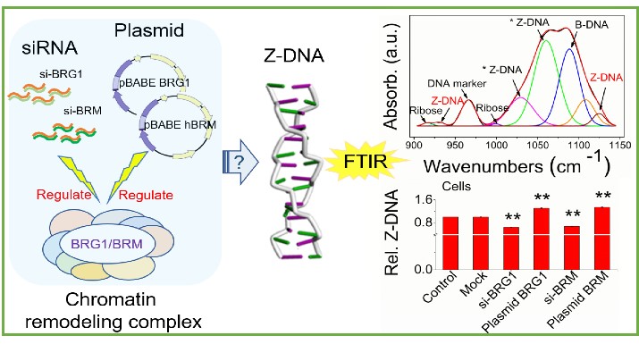 B-Z Conformation Transition of DNA in Cells Observed via Infrared Spectroscopy