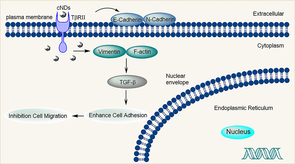 Scheme of Inhibition of Tumor Cell Migration by cNDs
