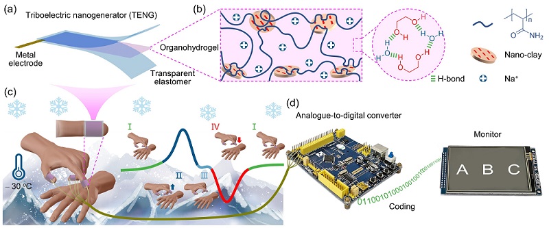 Researchers Develop Anti-freezing Organohydrogel for Efficient Flexible Human-machine Interaction