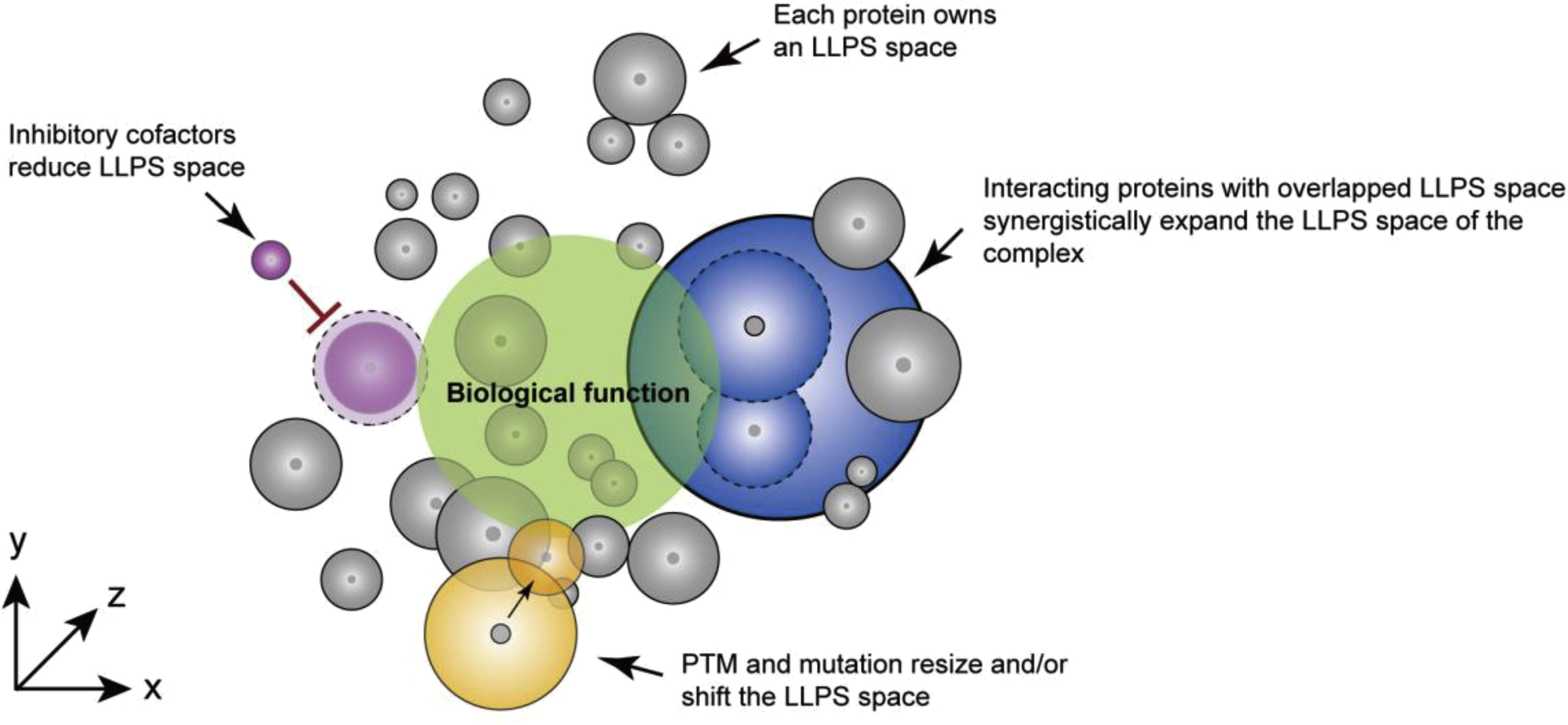 Characterization and dynamic regulation of protein LLPS space