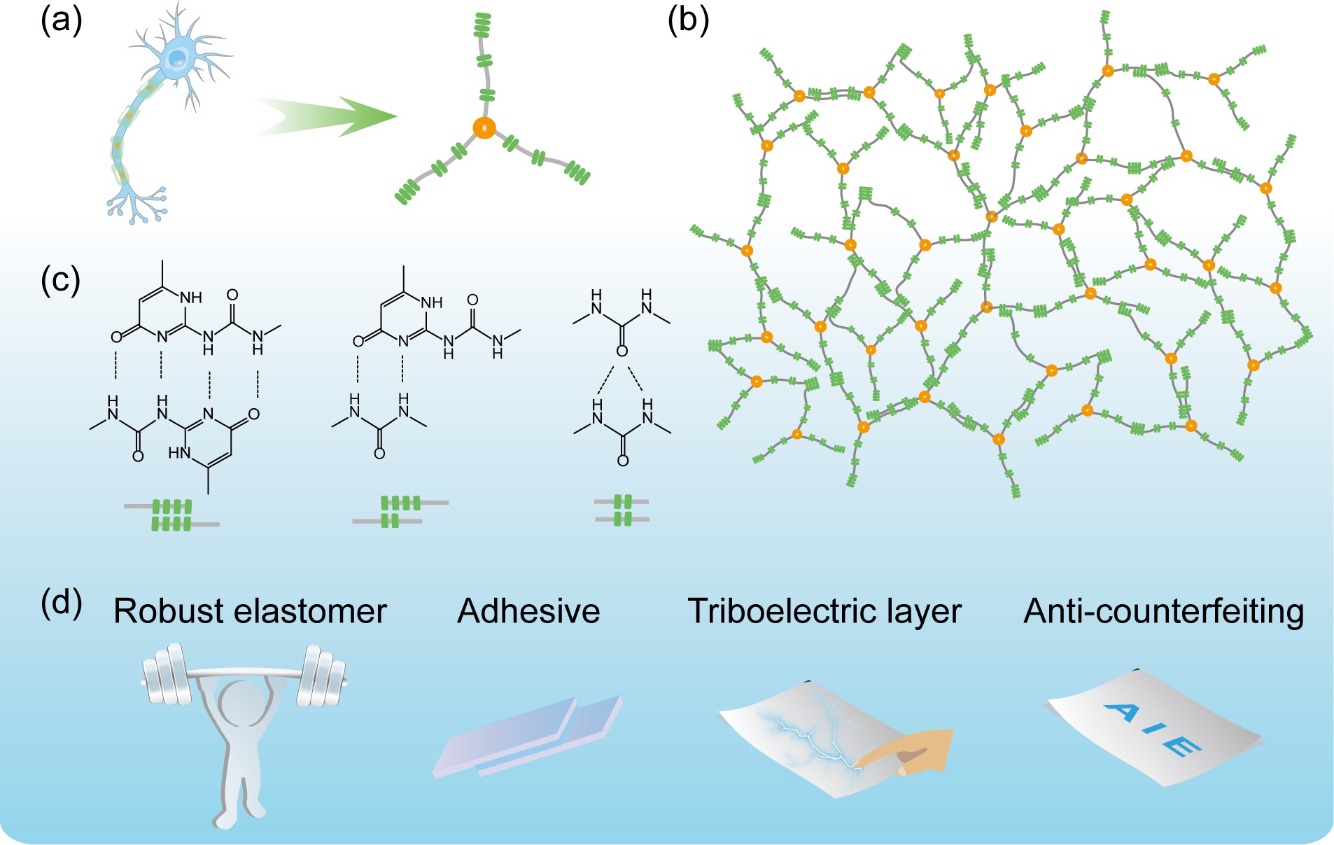 Chain architecture and applications of the telechelic polymer