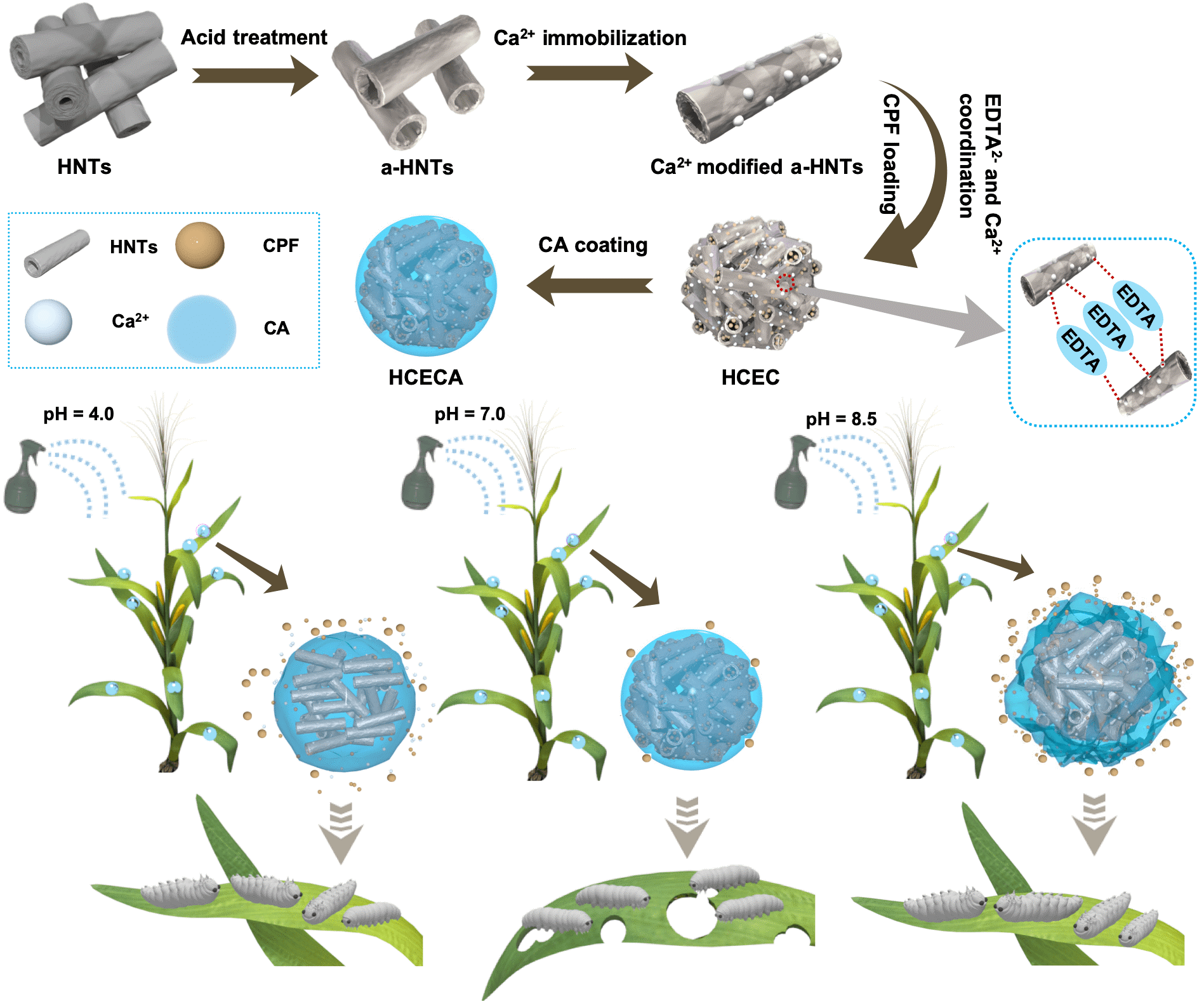 Schematic illustration of fabrication and mechanism of HCECA.
