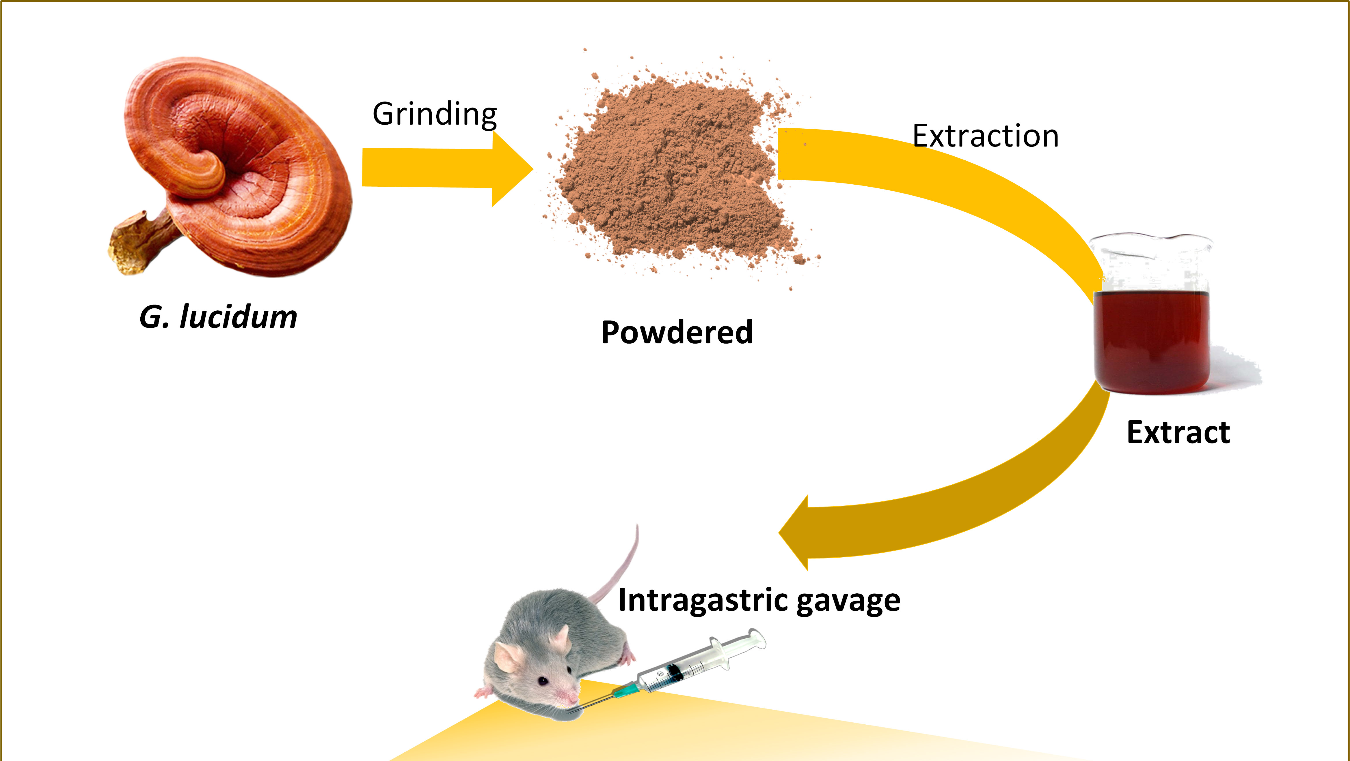 Functional merit of G. lucidum on the gut and associated metabolic disorders