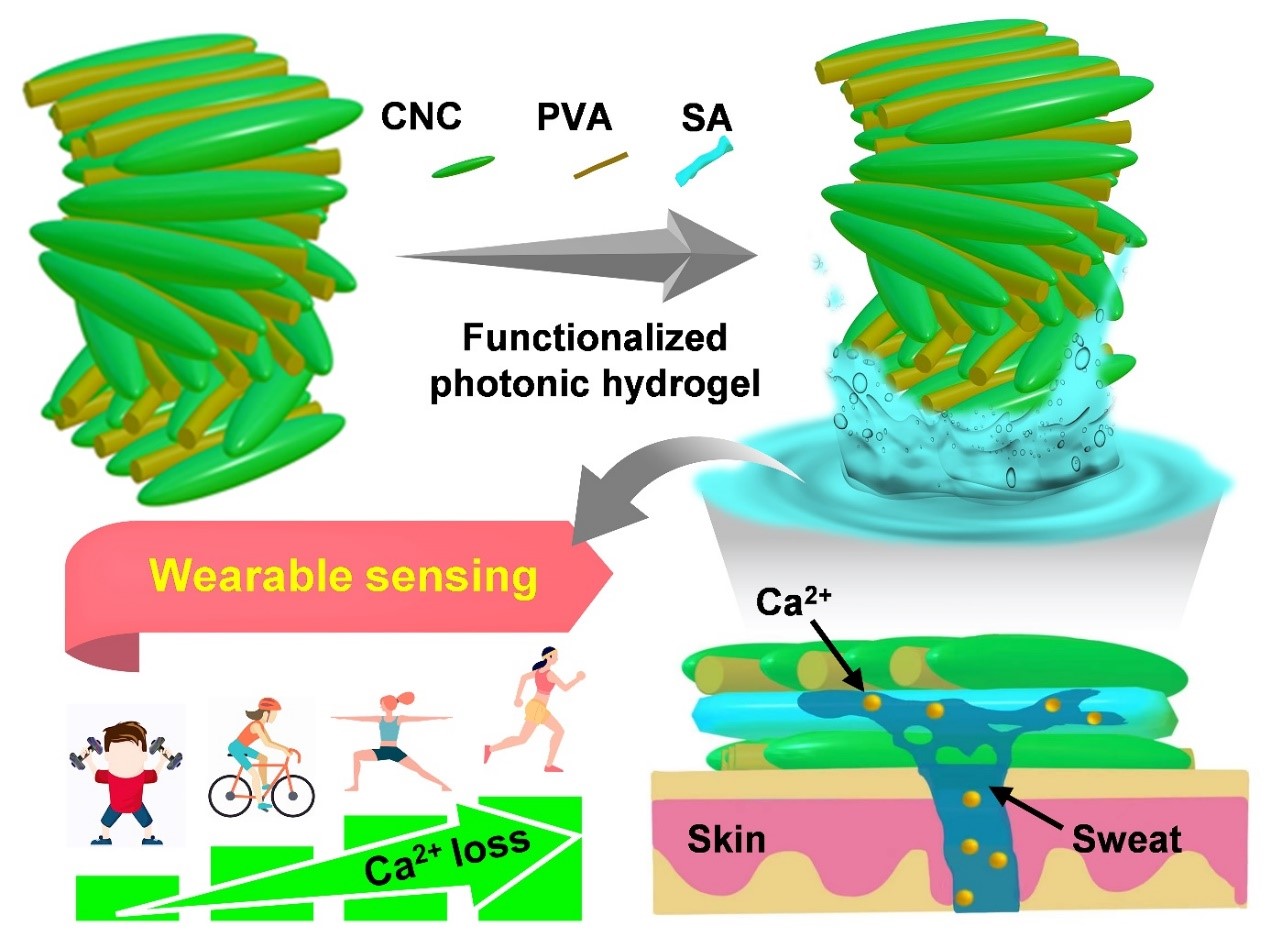 Flexible Sweat Sensor Based on Photonic Cellulose Nanocrystal Developed