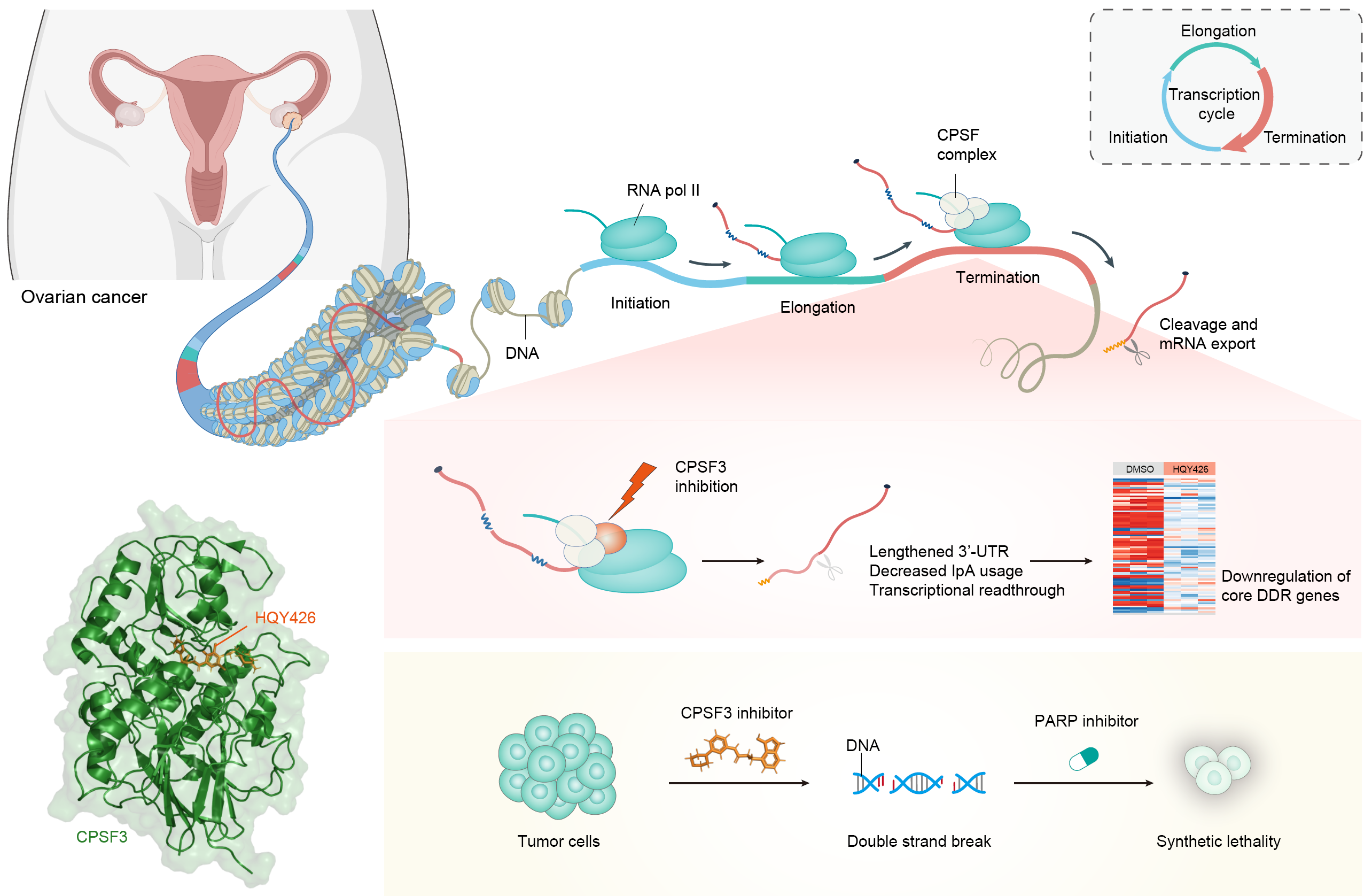 Scientists Discover Potent and Selective Inhibitors for Ovarian Cancer Treatment.png