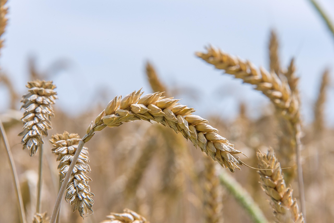 Novel Adsorbent Reduces Ammonia Emissions, Replacing Nitrogen Deep Placement in Wheat Fields