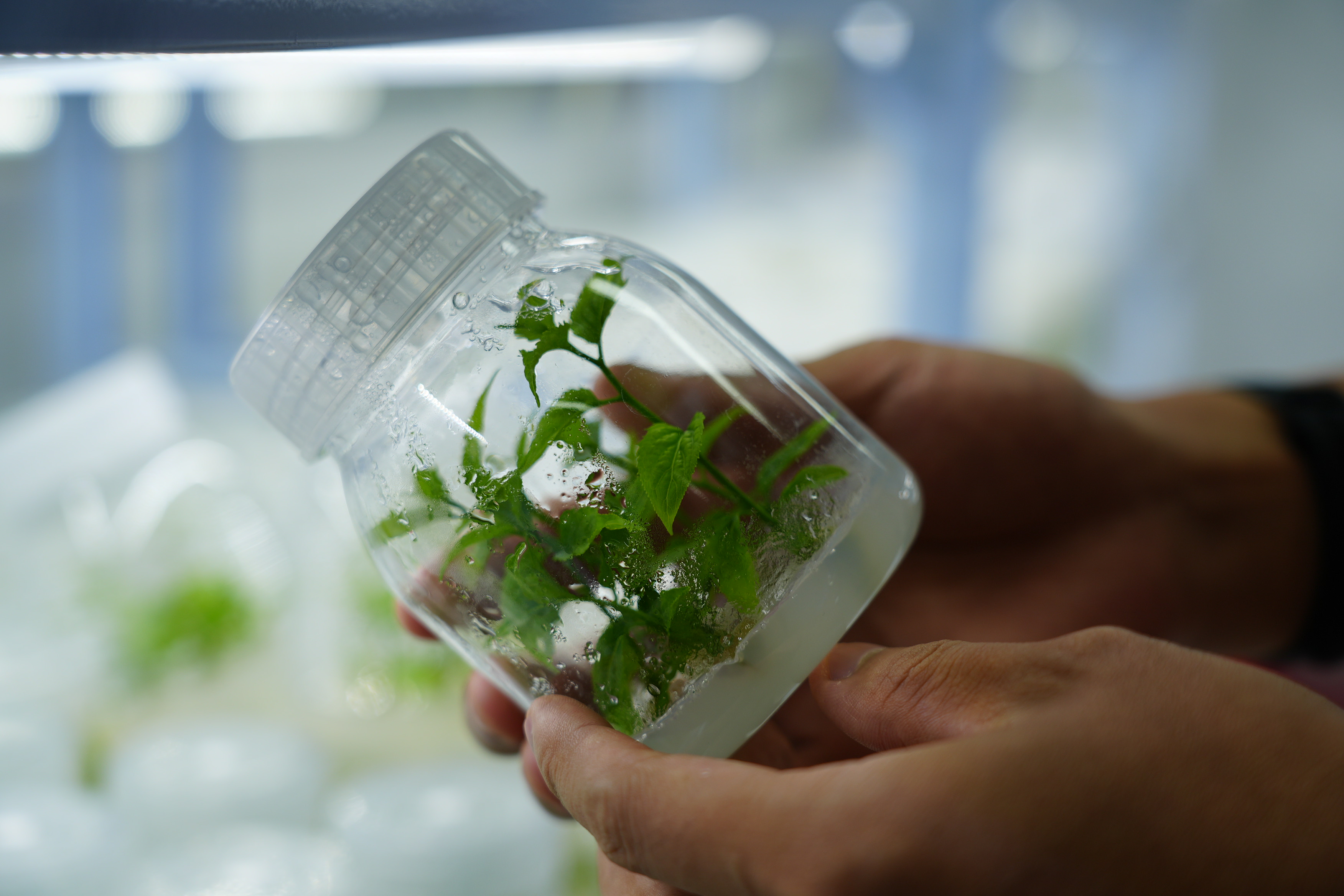 Researchers Uncover Molecular Switches That Control Bud Elongation