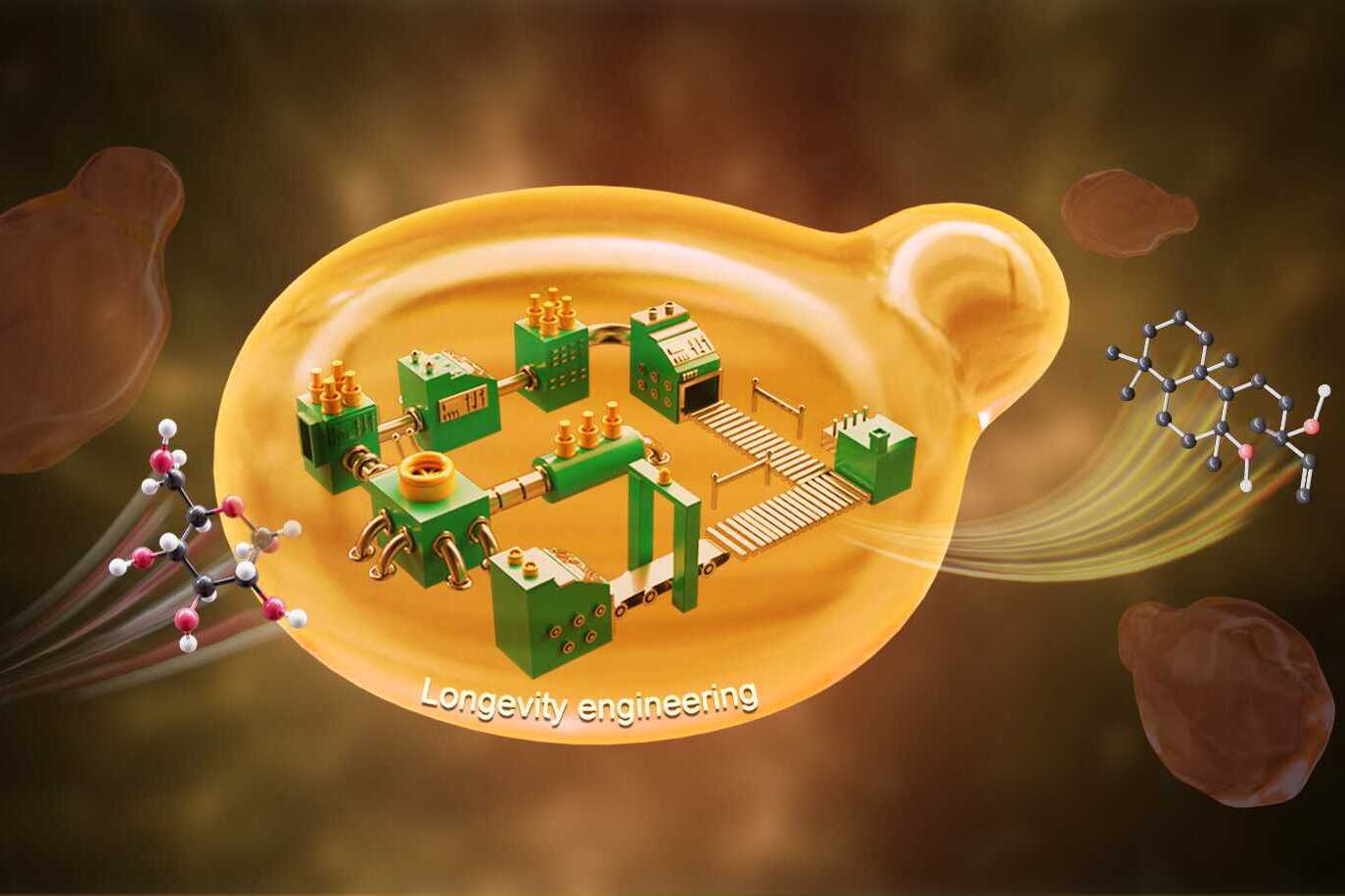 Researchers Boost Biosynthetic Capacity in Yeast Through Extended Lifespan