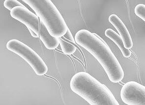 Passive Uptake or Permeation: an Important Mechanism for Hg-methylating Organism to Take up Hg(II)
