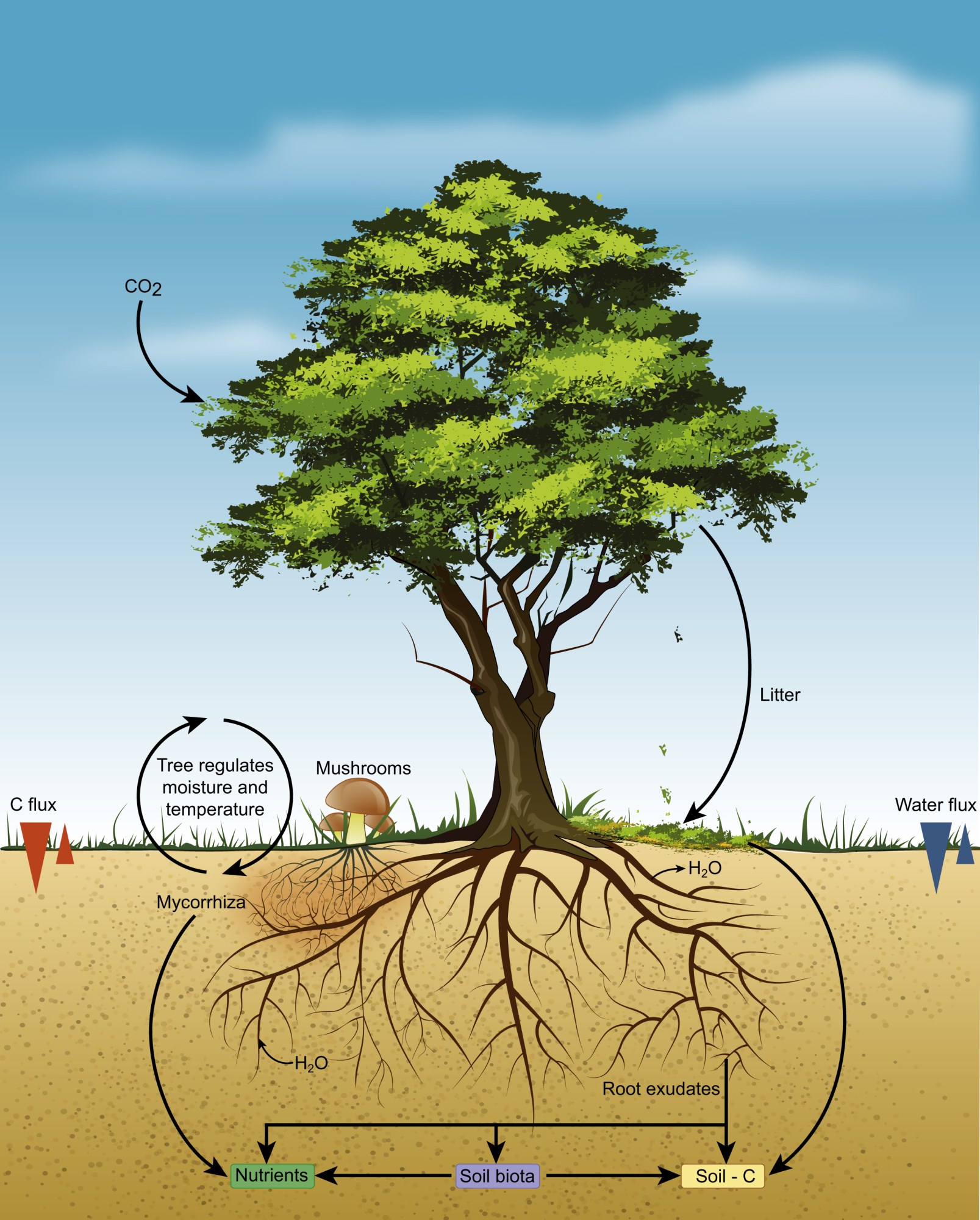 fungi-life-cycle-simple-laurene-waterman