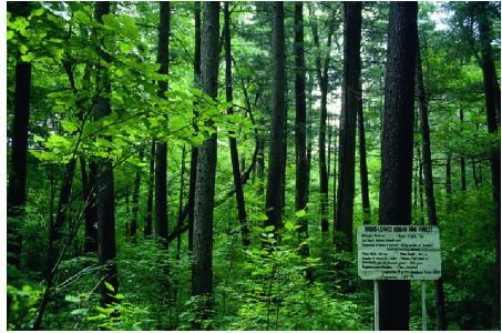 Temperate Forest.jpg