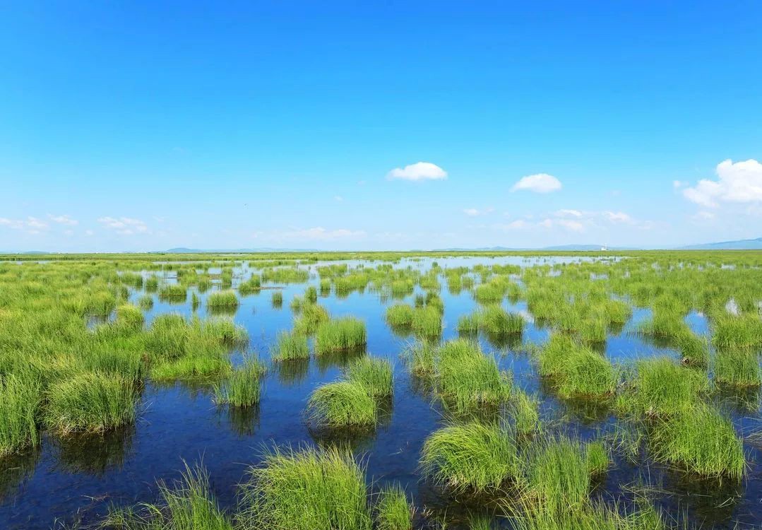 Marshland Loss Warms Local Land Surface Temperature in China