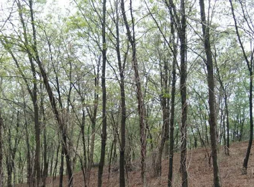 Sampling site.png