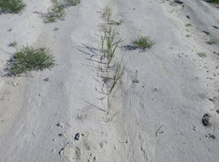 Nitrogen Addition Can Improve Establishment of <EM>Leymus Chinensis</EM> in Saline Soils