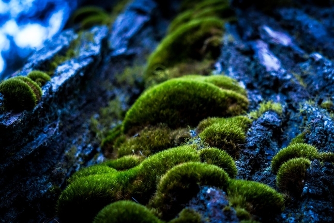 Moss – tiny plants, huge potential – The Quiet Branches