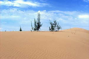 Hydraulic Failure is Involved in Decline of Sand-fixing <i>Salix Gordejevii</i> Shrubs