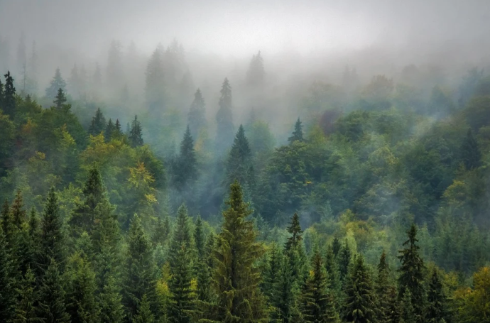 How Do Forests Function in Persistent Organic Pollutant Cycling?