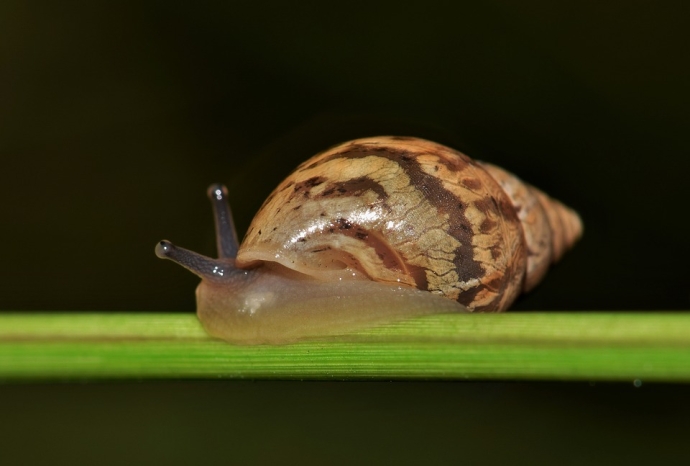 Land Snail Shells Helps to Reconstruct Quantitative Temperature