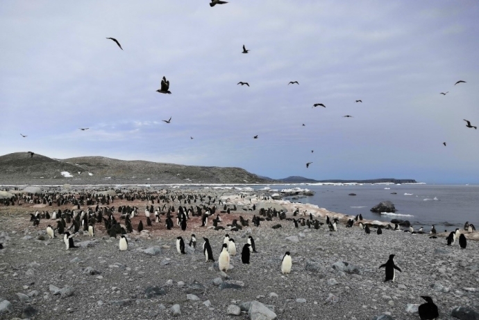 Penguin population around Ross Sea.jpg