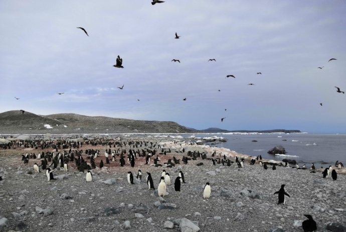 Exploring Antarctic Ocean Circulation from Penguin Guano