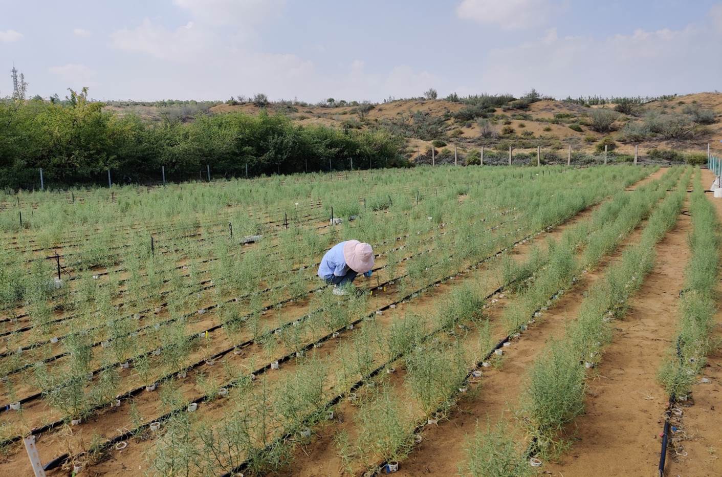 Agronomic Modification Promotes Utilization of Sand Rice Healthy Values
