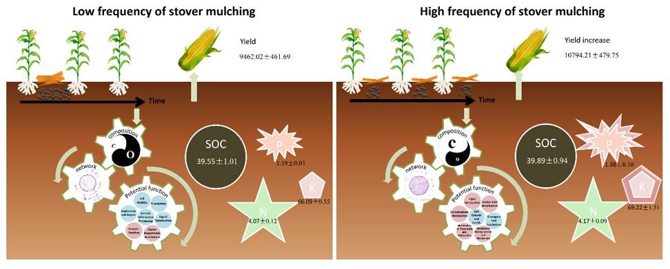Healthy Soil through Soil Bacterial Community